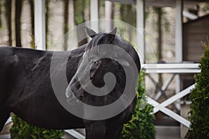 Black mare horse with long mane posing near stable in spring daytime