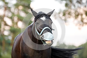 black mare horse smirking in medical mask