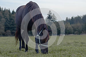 Black mare in pasture