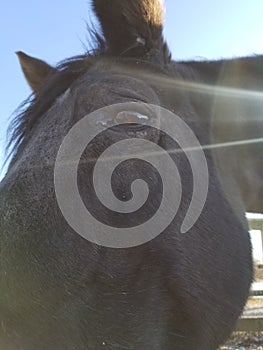 Black horse, side black mare looking down at camera, light reflection, close up of eye and blue sky behind her.