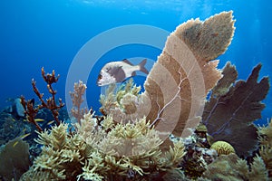 Black Margate fish on coral reef photo