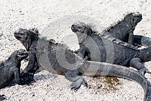 Black marine iguanas on beach