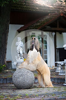 Black and masked Afghan hound on a statue posing