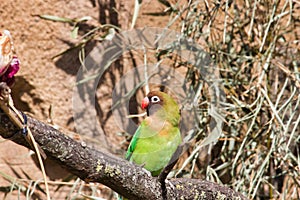 A black masked lovebird sitting on a branch, Agapornis personatus, is a monotypic species of bird of the lovebird genus in the