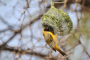 Black Masked Weaver - African Wild Bird Background - Hanging around Home