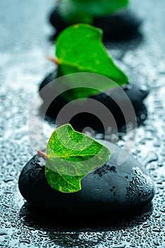 Black massage stones and plants