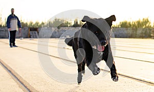 Black mastiff running, a playful big-sized dog running and fetching a stick on a field during national lockdown in Spain at sunset