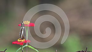 Black meadow butterfly close up view of the flower