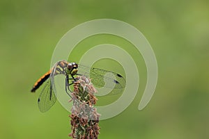 Black meadowhawk dragonfly