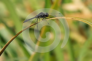 Black Meadowhawk - Sympetrum danae