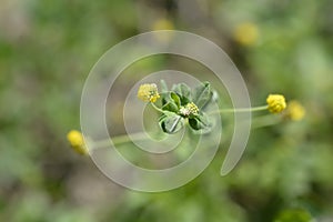 Black medick photo