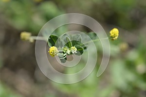 Black medick photo