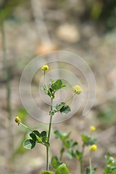 Black medick photo