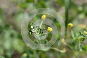 Black medick photo