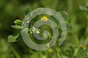 Black Medick photo