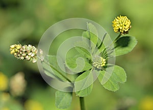 Black Medick photo