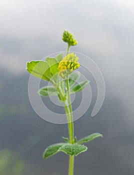 Black medick (Medicago lupulina) photo