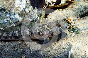 The black Mediterranean goby fish - Gobius niger