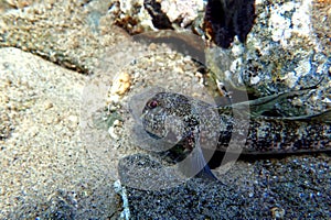 The black Mediterranean goby fish - Gobius niger