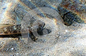 The black Mediterranean goby fish - Gobius niger