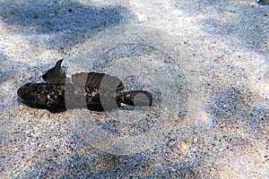 The black Mediterranean goby fish - Gobius niger