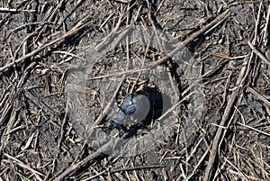 Black meloe proscarabaeus bug crawling on gray soil with dry twigs background