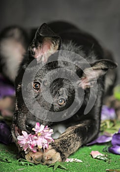 Black mestizo dog on a dark background