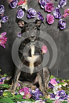 Black mestizo dog on a dark background