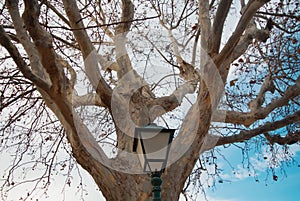 Black metal city lantern near big old platan tree in the winter