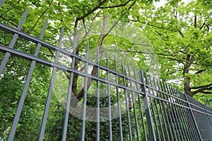 Black metal fence and forest nature