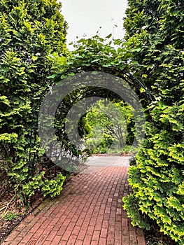 Black metal garden trellis arch with plants growing on it