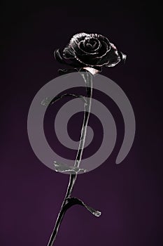 Black metal rose on background of dark-violet color