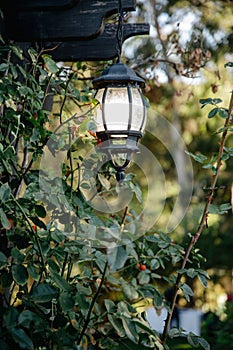 Black metal vintage outdoor lantern with natural background and copy space. Rose bush leaves close up. Natural green background