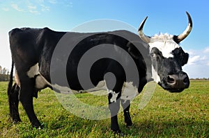 Black milch cow on green grass pasture