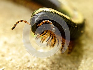 Black Millipede 1