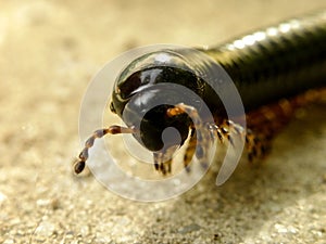 Black Millipede 2