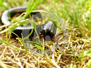 Black Millipede 3