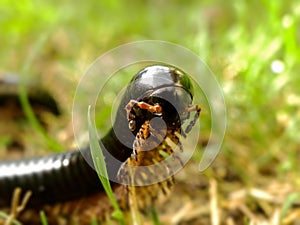 Black Millipede 5