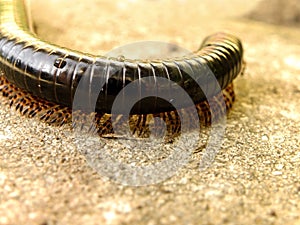Black Millipede 4