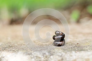 A black millipede curled into a tight ball