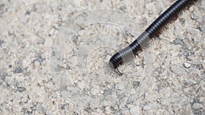 Black Millipede, Myriapoda, Spirostreptus giganteus crawling on a stone