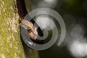 Black millipede on a tree trunk