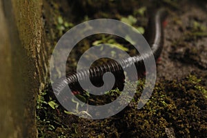 black millipedes that walk slowly