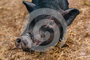 Black mini pig. Domestic pig on a walk