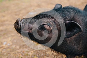 Black mini pig. Domestic pig on a walk