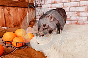Black mini pig portrait. Little pink piglets. Funny small mini piggy and oranges, tangerines.Chinese horoscope, Happy