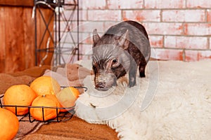 Black mini pig portrait. Little pink piglets. Funny small mini piggy and oranges, tangerines.Chinese horoscope, Happy