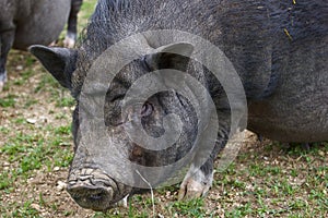 Black Mini Potbellied Pig Portrait photo