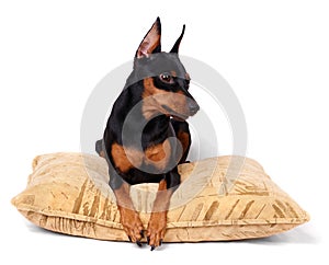 Black Miniatuar Pinscher