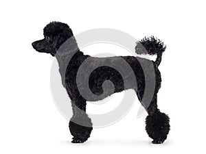 Black miniature poodle dog on white